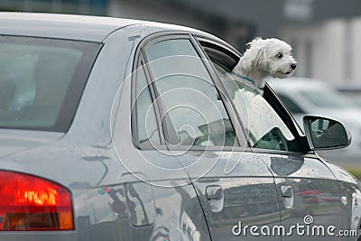 A white dog looks out of a car window Stock Photo